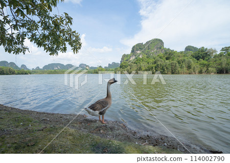 A duck at tropical green forest trees at sunset with Andaman sea in Phang Nga Bay in summer, Thailand in travel trip and holidays vacation. Animal 114002790