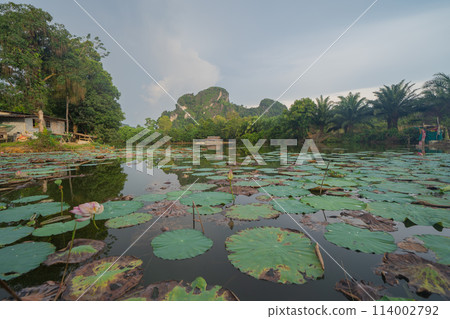 Big lotus flowers in garden and pond, lake in Phuket, Thailand. Relaxation. Nature landscape background. 114002792