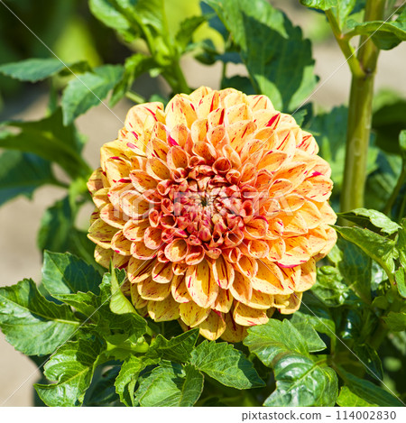 Beautiful dahlia flower in summer garden. 114002830