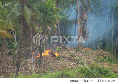 Smoke from fire burning in the forest with green trees. Nature landscape background in air pollution and environment concept. Global warming 114003086
