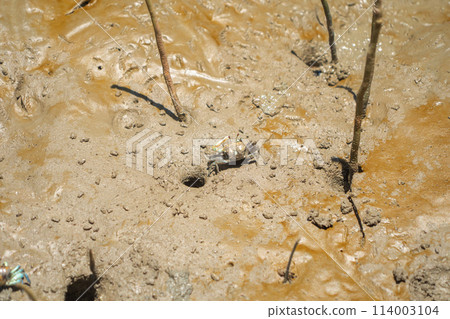 Crab. Animal on mud sand beach Crab. Animal on mud sand beach 114003104