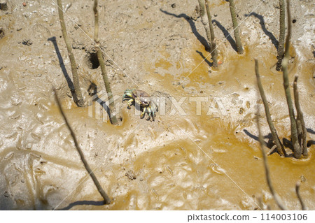 Crab. Animal on mud sand beach Crab. Animal on mud sand beach 114003106
