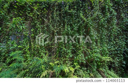 Red brick wall pattern surface texture with Ivy plant with leaves, green creeper bush and vines. Material for design decoration background. Red brick wall pattern surface texture with Ivy plant with leaves, green creeper bush and vines. Material for design decoration background. 114003113