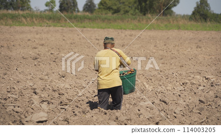 Farmer planting cassava farm with earth soil. 114003205