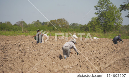 Farmer planting cassava farm with earth soil. 114003207
