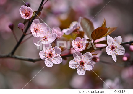 Springtime. Beautiful flowering Japanese cherry - Sakura. Colorful background with flowers and sun on a spring day. Springtime. Beautiful flowering Japanese cherry - Sakura. Colorful background with flowers and sun on a spring day. 114003263
