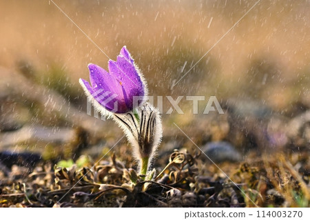 Spring and springtime flower in the rain.  Blooming beautiful flowers on a meadow in nature. Pasque flower and sun with a natural colored background. (Pulsatilla grandis) 114003270