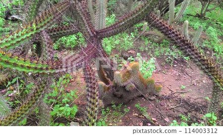 Green cactus in the Brazilian semiarid  114003312