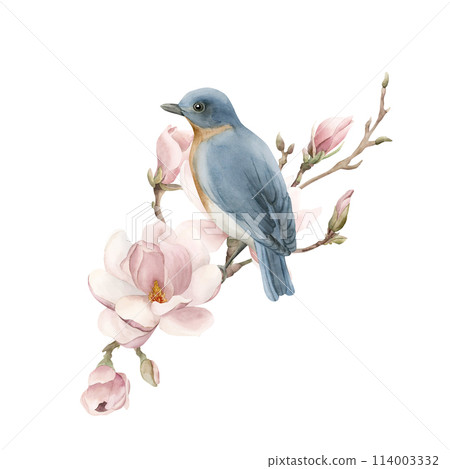 Blue bird on a branch with light pink magnolia flowers. Watercolor illustration hand painted isolated on white background. Spring blossom composition for print, label, logo or cosmetic packaging. Blue bird on a branch with light pink magnolia flowers. Watercolor illustration hand painted isolated on white background. Spring blossom composition for print, label, logo or cosmetic packaging. 114003332