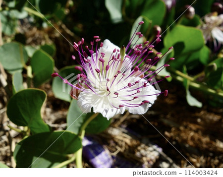 Caper flower Caper flower 114003424