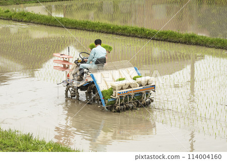 Seniors planting rice, Paddy field and rice planting machine, Worker planting seedlings with fertilizer applicator, Agricultural work image, Image material 114004160