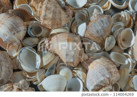 Sea shells on the beach. Summer background. Rapan shell. Beige light color. Aesthetic minimalism. Nature beauty. Sea shells on the beach. Summer background. Rapan shell. Beige light color. Aesthetic minimalism. Nature beauty. 114004269