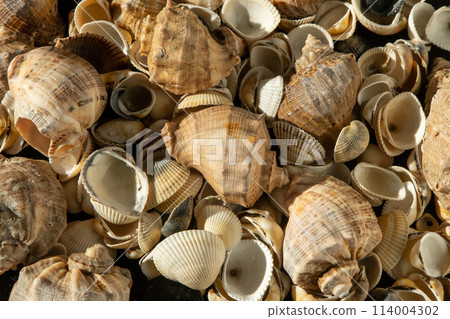 Sea shells on the beach. Summer background. Rapan shell. Beige light color. Aesthetic minimalism. Nature beauty. Sea shells on the beach. Summer background. Rapan shell. Beige light color. Aesthetic minimalism. Nature beauty. 114004302
