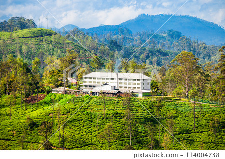 Tea factory, Sri Lanka. 114004738