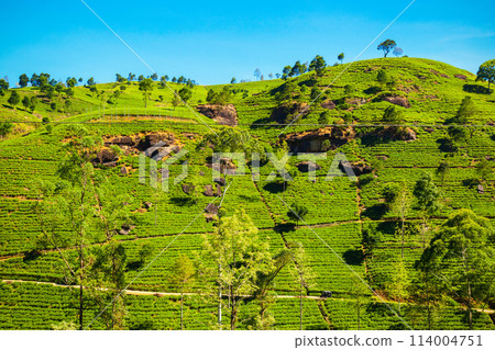 Nuwara Eliya tea plantation 114004751