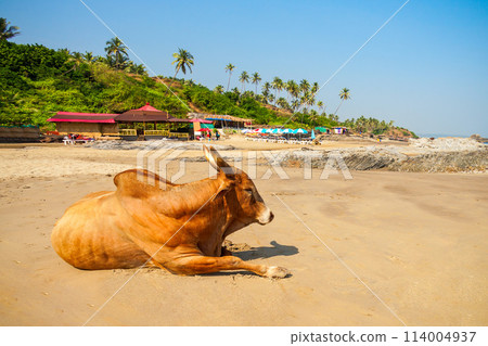 Beach in Goa, India 114004937
