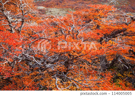 Golden forest in Patagonia 114005005