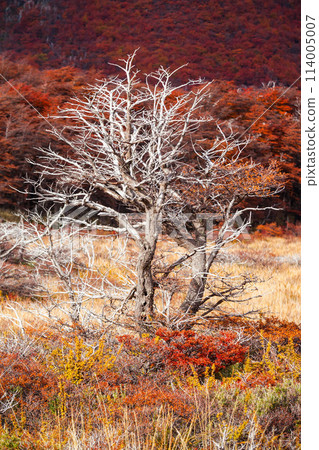 Golden forest in Patagonia 114005007