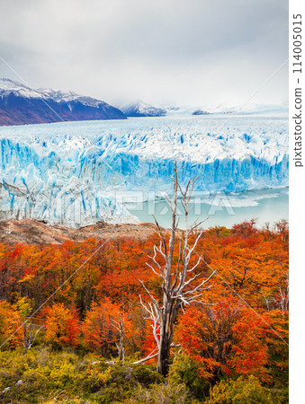 The Perito Moreno Glacier 114005015