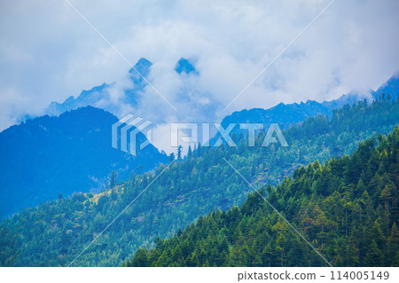 Deodar forest in myst, Himalaya 114005149