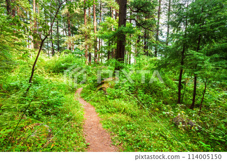 Deodar trees, Manali Nature Park, India Deodar trees, Manali Nature Park, India 114005150