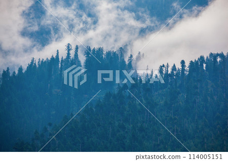 Deodar forest in myst, Himalaya 114005151
