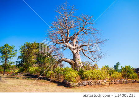 Baobab trees in Mandu, India 114005235
