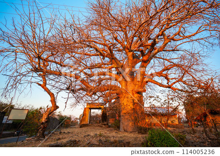 Baobab trees in Mandu, India Baobab trees in Mandu, India 114005236