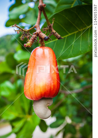 Cashew fruit with nut on tree 114005397