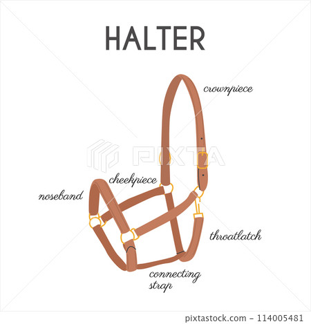 Horse Halter Parts. Infographic banner with detailed names. Stable equipment. Equestrian leather tack. Equine sports informational educational poster. Vector illustration colored flat hand drawn style 114005481