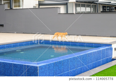 Shorthair red tabby cat, with orange eyes, walking near the swimming pool in the hotel. The concept of love for domestic animals veterinary clinics, sites about cats, for cat food. 3 114005778