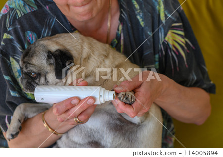 Trimming a pug's nails with an electric scratching post. A girl cuts a dog's nails.2 Trimming a pug's nails with an electric scratching post. A girl cuts a dog's nails.2 114005894