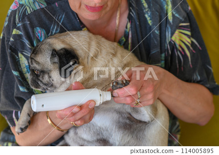 Trimming a pug's nails with an electric scratching post. A girl cuts a dog's nails.3 Trimming a pug's nails with an electric scratching post. A girl cuts a dog's nails.3 114005895