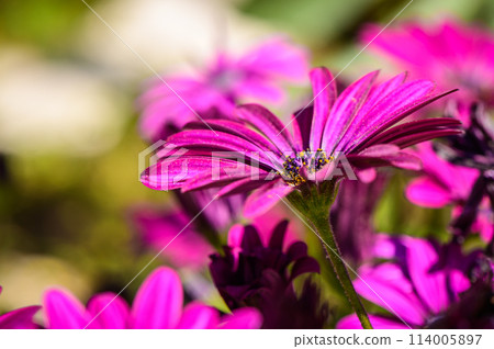 Osteospermum is a genus belonging to the Asteraceae family. 1 Osteospermum is a genus belonging to the Asteraceae family. 1 114005897