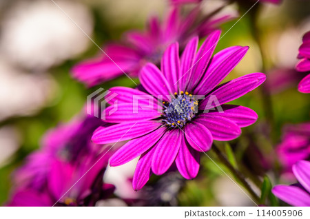 Beautiful flowering bush of Osteospermum. The magenta-lilac color petal flowers in shallow depth of field. 114005906