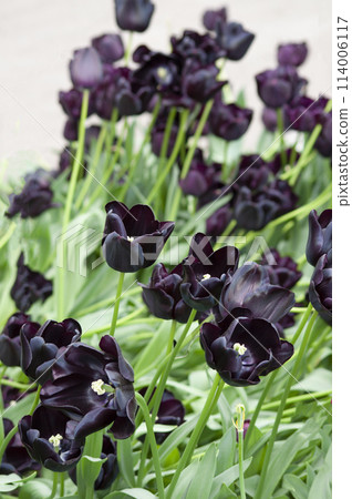 Keukenhof park of flowers and tulips in the Netherlands. Beautiful outdoor scenery at Holland 114006117