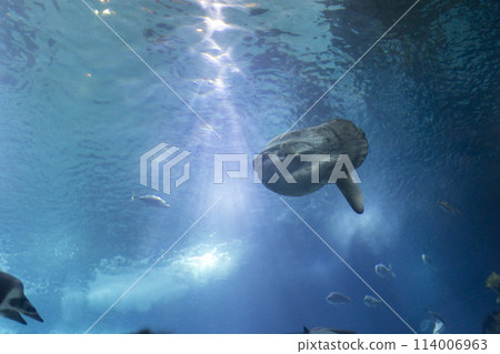 A large fish moon is swimming in a tank with other fish 114006963