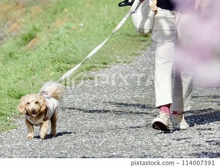 The two of them came to enjoy cherry blossom viewing. The two of them came to enjoy cherry blossom viewing. 114007391