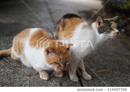 一隻看起來像爺爺和孫子的貓 一隻看起來像爺爺和孫子的貓 114007399