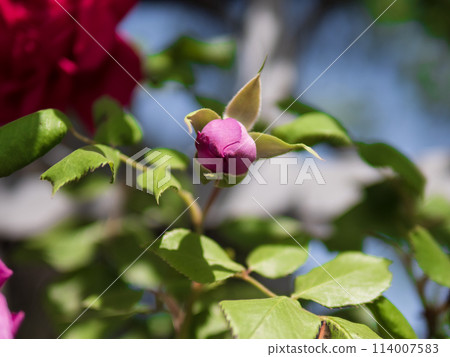 A beautiful red rose bud is blooming on a twig of a hybrid tea rose plant, A beautiful red rose bud is blooming on a twig of a hybrid tea rose plant, 114007583