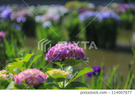 盛開的鳶尾花和繡球花 太宰府天滿宮 盛開的鳶尾花和繡球花 太宰府天滿宮 114007877