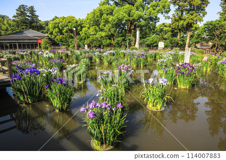 盛開的鳶尾花和繡球花 太宰府天滿宮 114007883