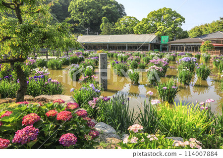 盛開的鳶尾花和繡球花 太宰府天滿宮 114007884