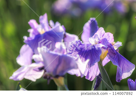盛開的鳶尾花和繡球花 太宰府天滿宮 盛開的鳶尾花和繡球花 太宰府天滿宮 114007892