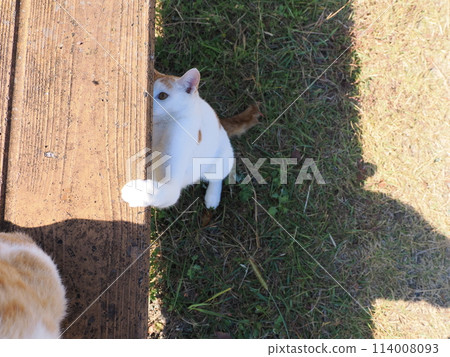 一隻活潑的玩耍的貓有時會關閉 114008093
