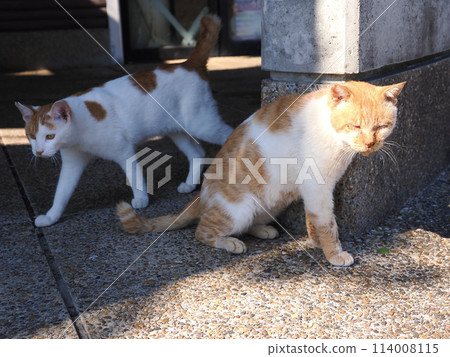 A lively cat sometimes switches off A lively cat sometimes switches off 114008115