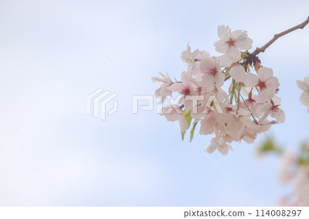 藍天和櫻花 114008297