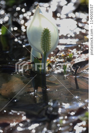 水芭蕉 水芭蕉 114008587