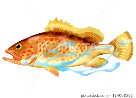 色彩繽紛、美麗的魚雉石斑魚的插圖 色彩繽紛、美麗的魚雉石斑魚的插圖 114008591