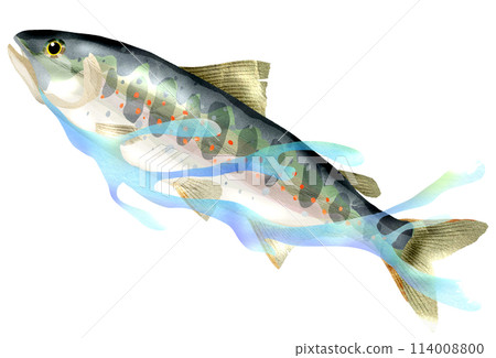 amago 的真實插圖,一種現在當季的魚 amago 的真實插圖,一種現在當季的魚 114008800